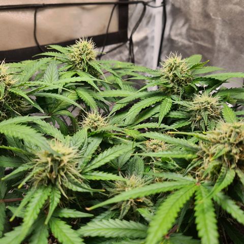 Mandarin Punch auto  growlog timeline photo