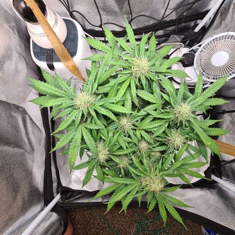 Mandarin Punch auto  growlog timeline photo