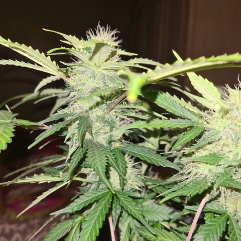 Mandarin Punch auto  growlog timeline photo
