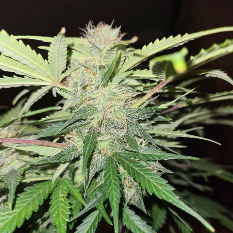 Mandarin Punch auto  growlog timeline photo