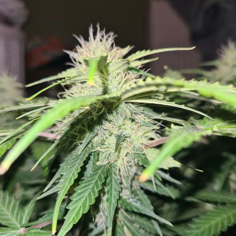 Mandarin Punch auto  growlog timeline photo
