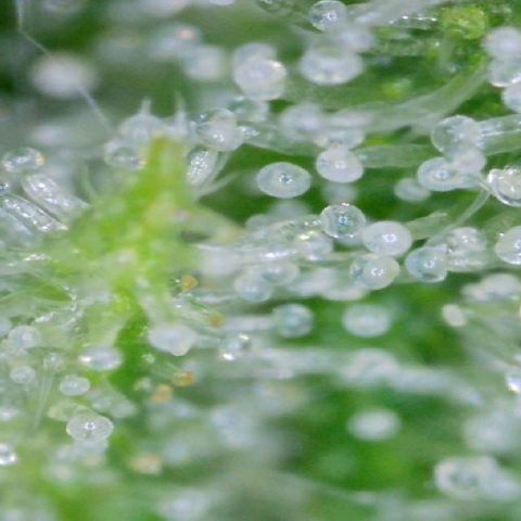 Mandarin Punch auto  growlog timeline photo
