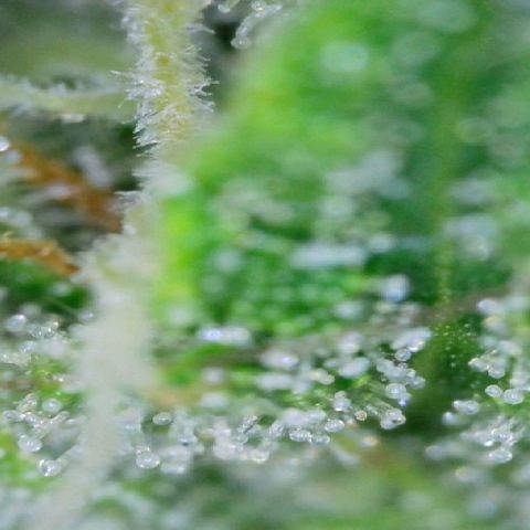 Mandarin Punch auto  growlog timeline photo