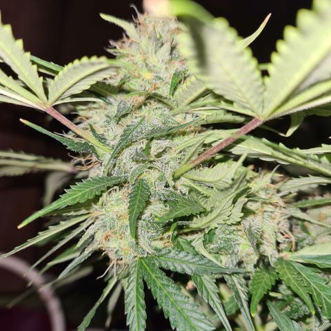 Mandarin Punch auto  growlog timeline photo