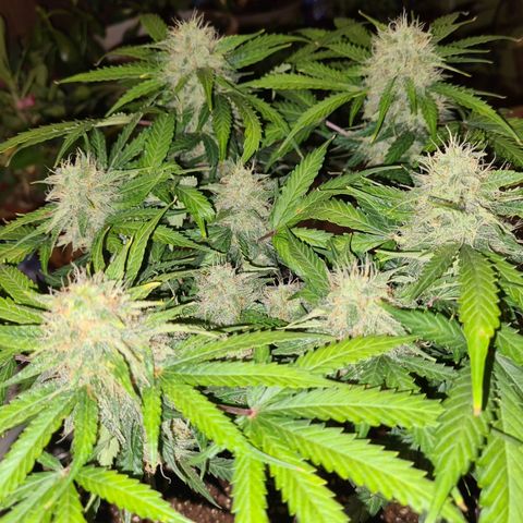 Mandarin Punch auto  growlog timeline photo