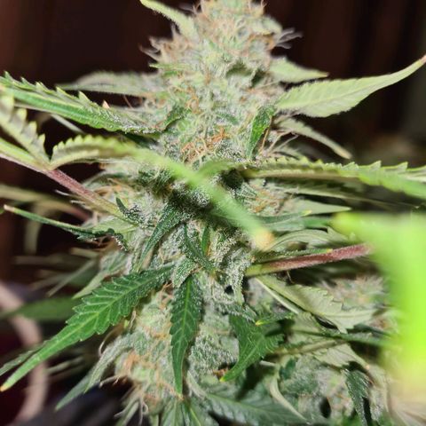 Mandarin Punch auto  growlog timeline photo