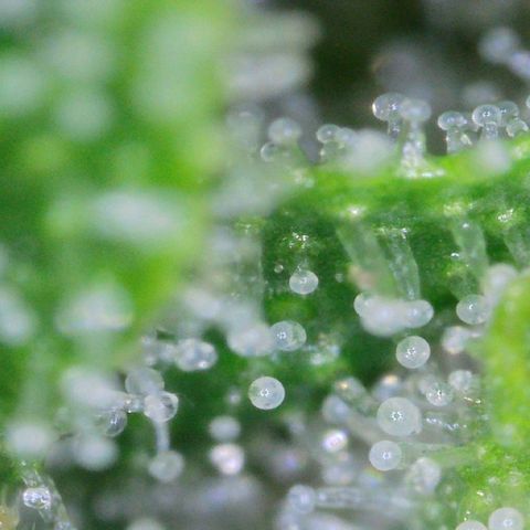 Mandarin Punch auto  growlog timeline photo