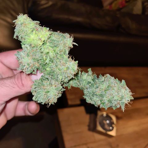Mandarin Punch auto  growlog timeline photo