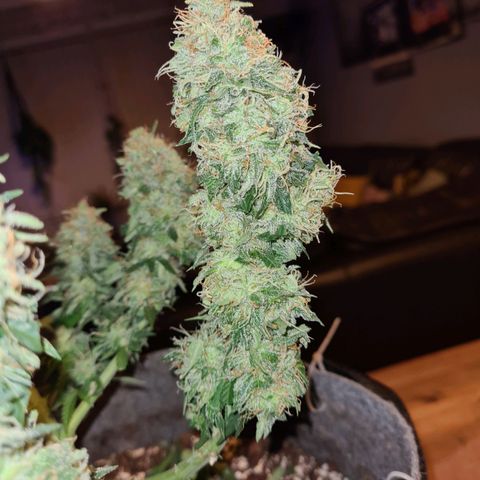 Mandarin Punch auto  growlog timeline photo