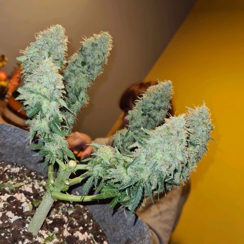 Mandarin Punch auto  growlog timeline photo
