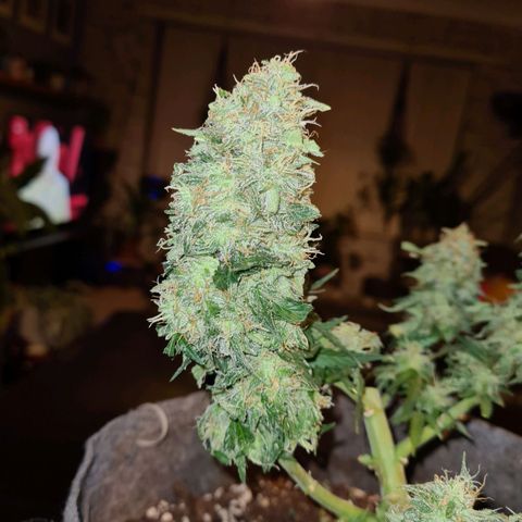 Mandarin Punch auto  growlog timeline photo
