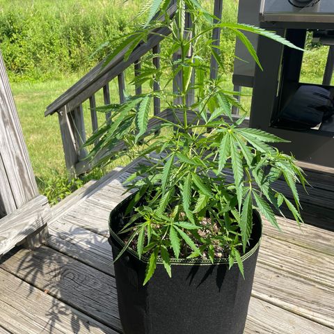 Pearl  growlog timeline photo
