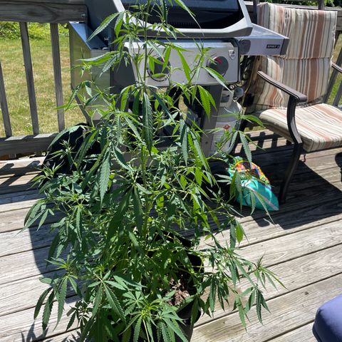 Pearl  growlog timeline photo