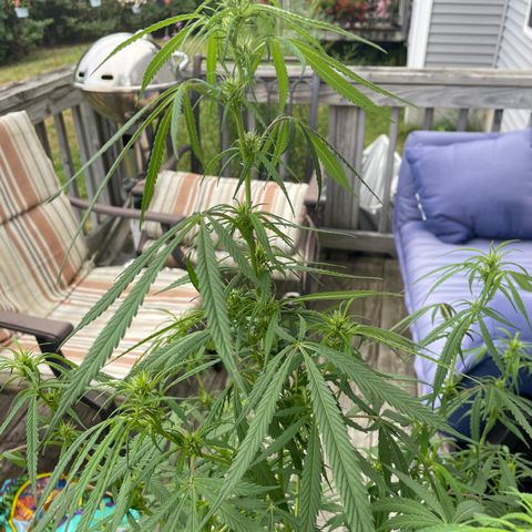 Pearl  growlog timeline photo
