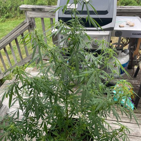 Pearl  growlog timeline photo