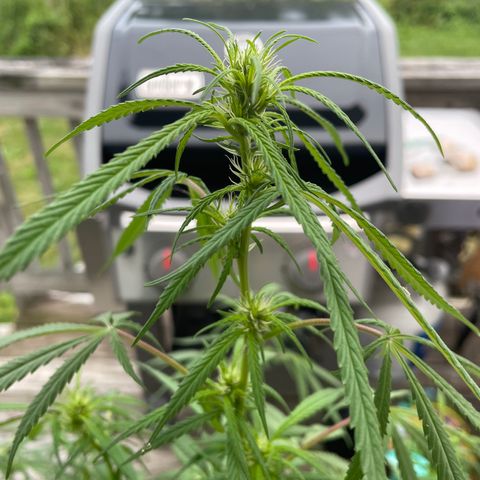 Pearl  growlog timeline photo
