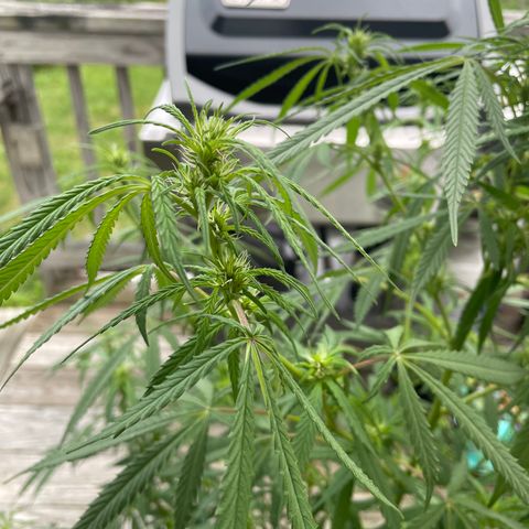 Pearl  growlog timeline photo