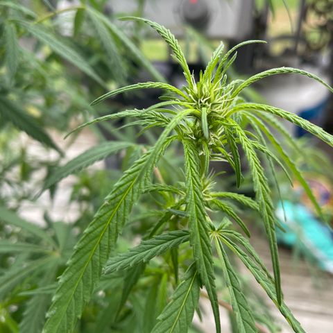Pearl  growlog timeline photo