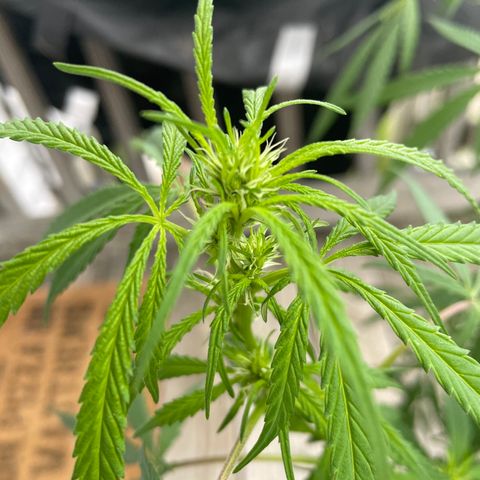 Pearl  growlog timeline photo