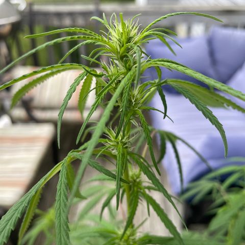 Pearl  growlog timeline photo