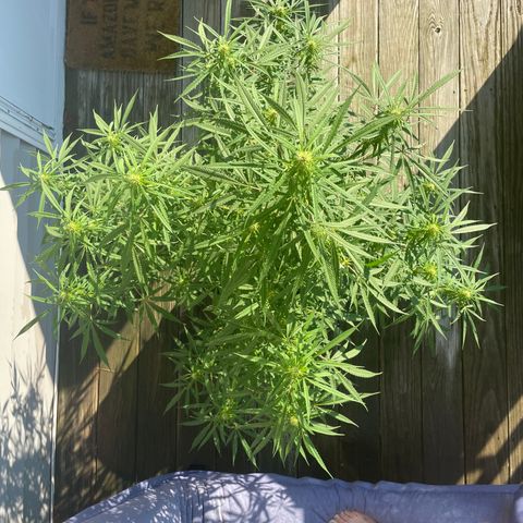 Pearl  growlog timeline photo