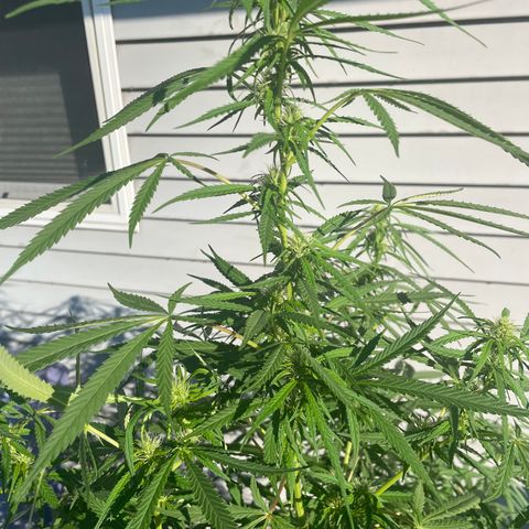 Pearl  growlog timeline photo