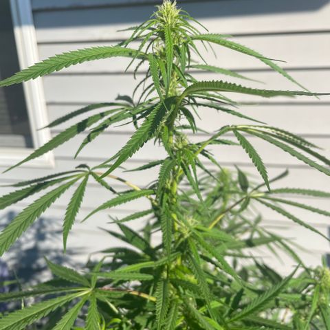 Pearl  growlog timeline photo