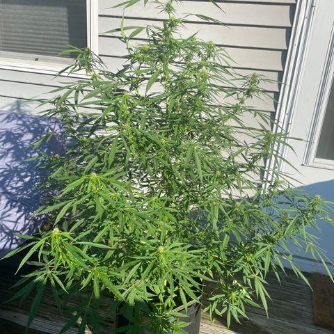 Pearl  growlog timeline photo