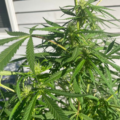 Pearl  growlog timeline photo
