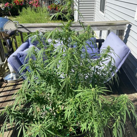 Pearl  growlog timeline photo
