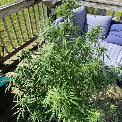 Pearl  growlog timeline photo