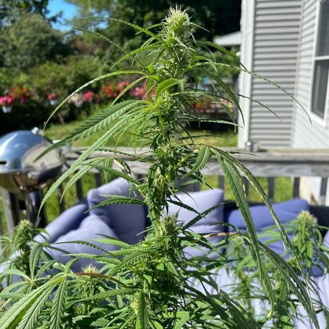 Pearl  growlog timeline photo