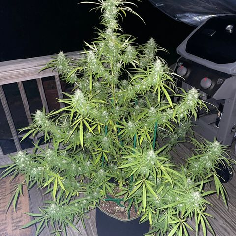 Pearl  growlog timeline photo