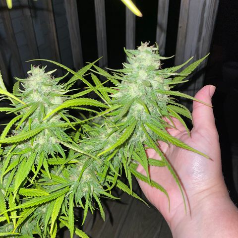 Pearl  growlog timeline photo