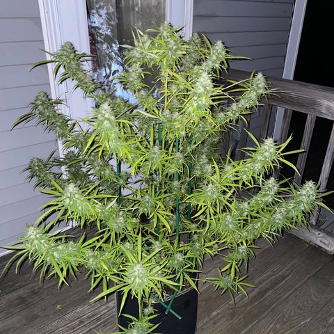 Pearl  growlog timeline photo