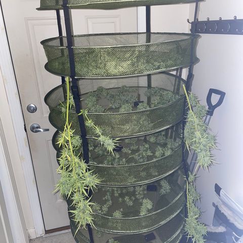 Pearl  growlog timeline photo