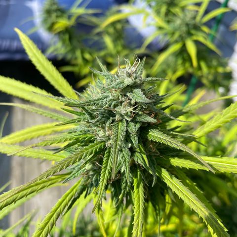 Pearl  growlog timeline photo