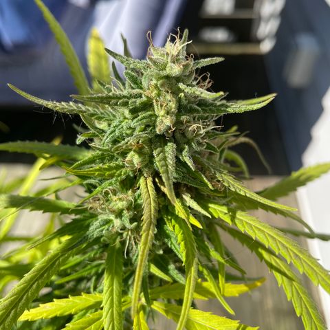 Pearl  growlog timeline photo