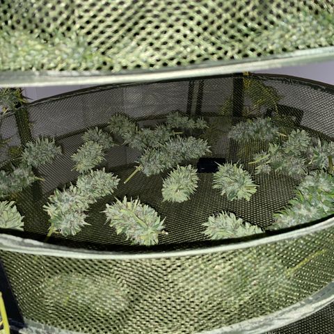 Pearl  growlog timeline photo