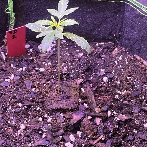 Sour Diesel #1 (Mother Plant) growlog timeline photo