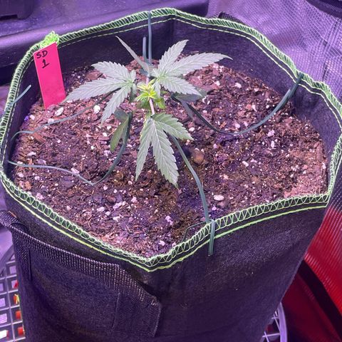 Sour Diesel #1 (Mother Plant) growlog photo: LST 5:30 pm