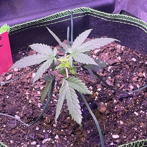 Sour Diesel #1 (Mother Plant) growlog photo: LST 5:30 pm
