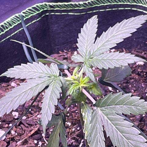 Sour Diesel #1 (Mother Plant) growlog photo: LST 5:30 pm