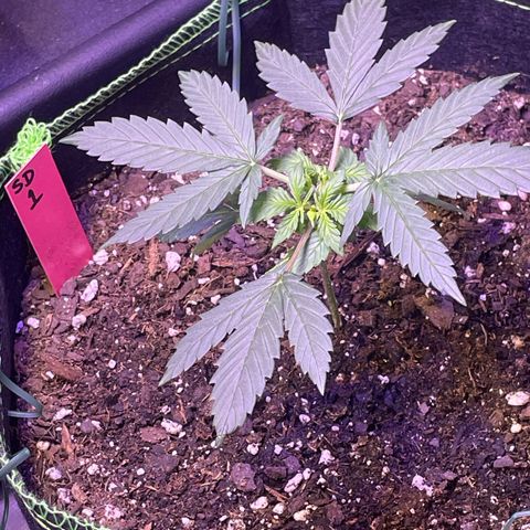 Sour Diesel #1 (Mother Plant) growlog timeline photo