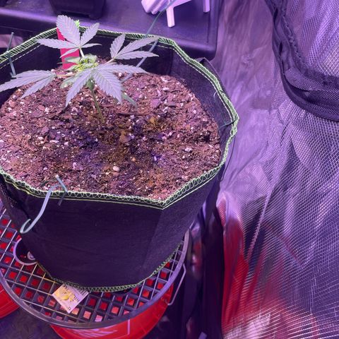 Sour Diesel #1 (Mother Plant) growlog timeline photo