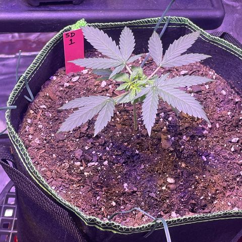 Sour Diesel #1 (Mother Plant) growlog timeline photo