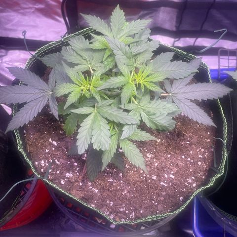 Sour Diesel #1 (Mother Plant) growlog timeline photo
