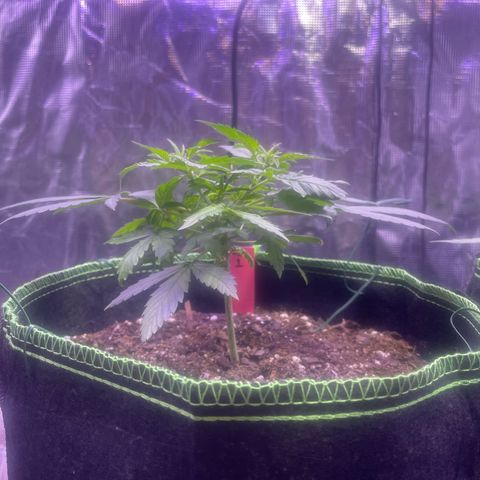 Sour Diesel #1 (Mother Plant) growlog timeline photo