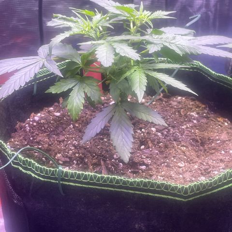 Sour Diesel #1 (Mother Plant) growlog timeline photo