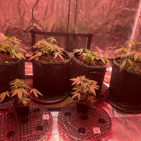 Sour Diesel #1 (Mother Plant) growlog photo: Just raised lights bc switched to red lights and notice some tips burning. 